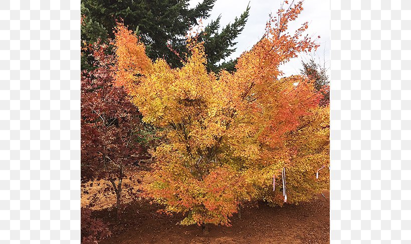 Deciduous Sugar Maple Tree Larch Nursery, PNG, 650x488px, Deciduous, Autumn, Autumn Leaf Color, Biome, Broadleaved Tree Download Free