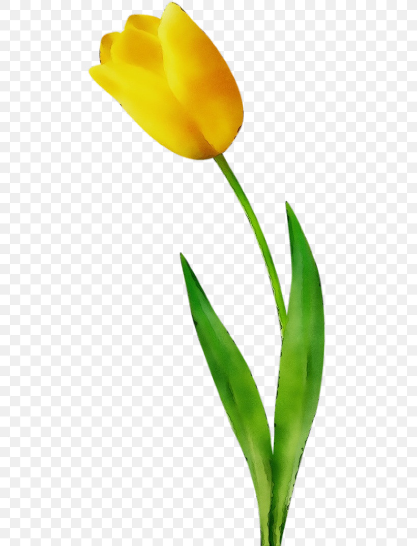 Flower Tulip Plant Yellow Leaf, PNG, 480x1075px, Watercolor, Cut Flowers, Flower, Leaf, Lily Family Download Free