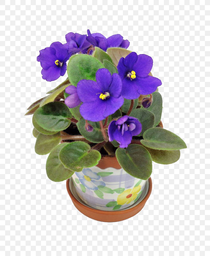 Flowerpot Photography African Violet, PNG, 663x1000px, Flowerpot, African Violet, African Violets, Blue, Flower Download Free