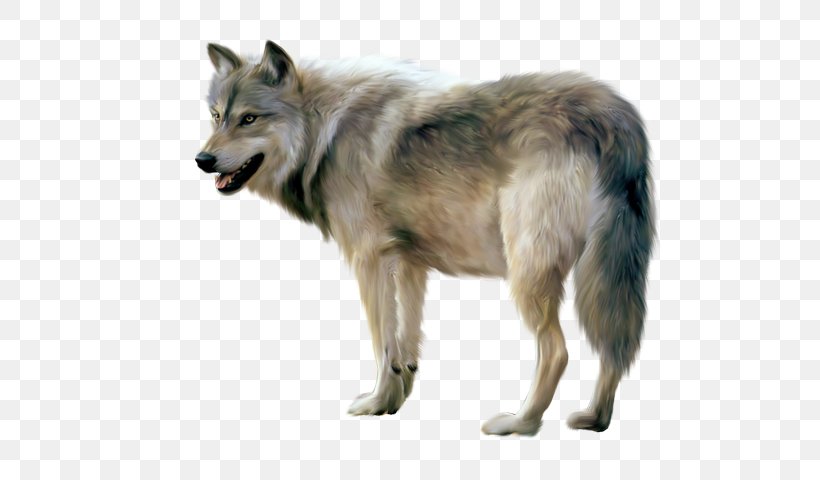 Clip Art Desktop Wallpaper Transparency Arctic Wolf, PNG, 547x480px, Arctic Wolf, Black Wolf, Canadian Eskimo Dog, Canis Lupus Tundrarum, Carnivoran Download Free