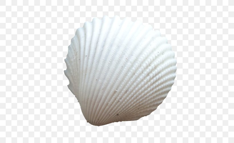 Seashell Cockle Conchology Oyster, PNG, 500x500px, Seashell, Cockle, Conch, Conchology, Gastropods Download Free