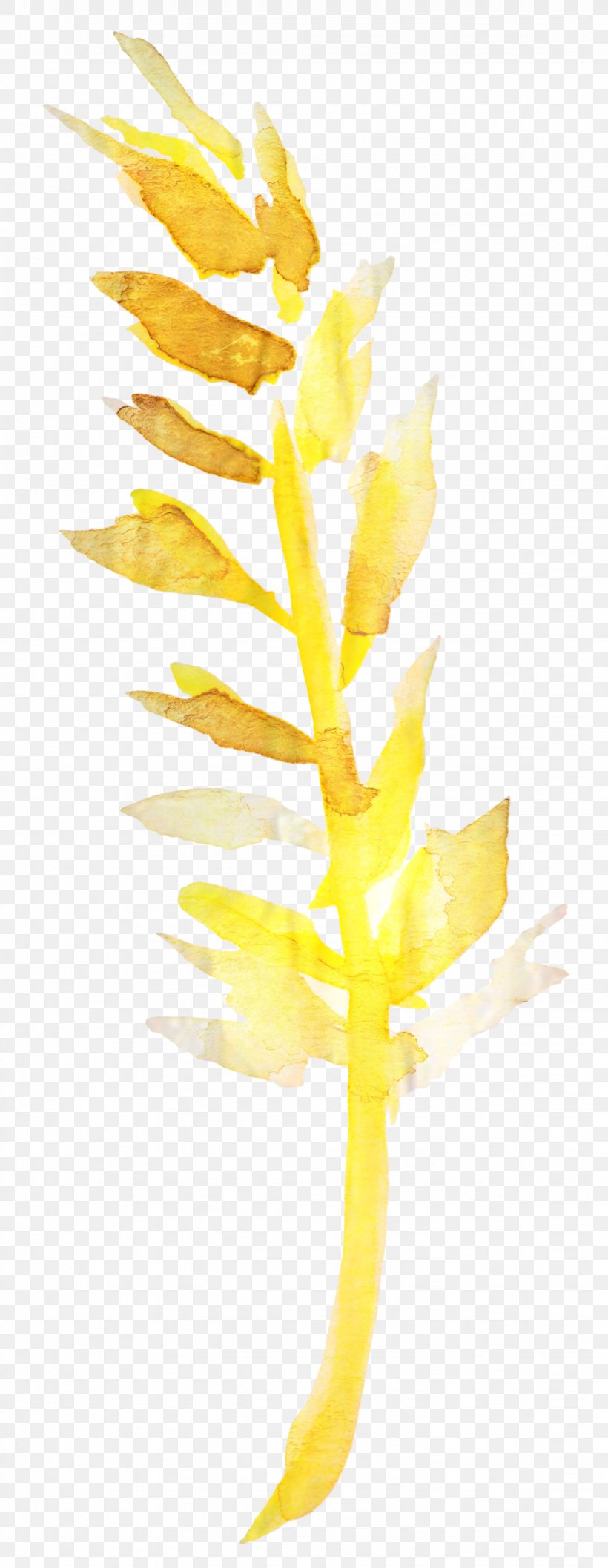 Seaweed Cartoon, PNG, 1228x3168px, Leaf, Branch, Flower, Pedicel, Plant Download Free