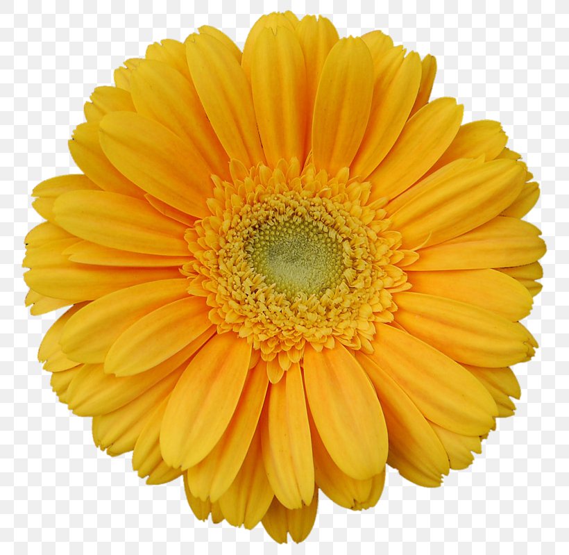 Transvaal Daisy Yellow Stock Photography Flower Clip Art, PNG, 800x799px, Transvaal Daisy, Annual Plant, Calendula, Chrysanths, Color Download Free
