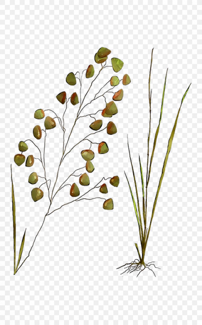 Twig Plant Stem Leaf Flower Grasses, PNG, 1016x1636px, Twig, Botany, Branch, Chamomile, Flower Download Free