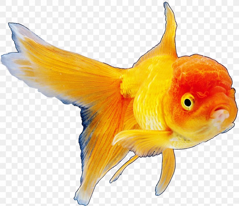 Goldfish Koi Animal, PNG, 1250x1080px, Fish, Animal, Animation, Aquarium, Bonyfish Download Free