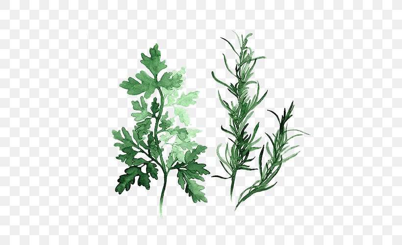 Herb Watercolor Painting Parsley Art, PNG, 500x500px, Herb, Abstract Art, Art, Basil, Botany Download Free