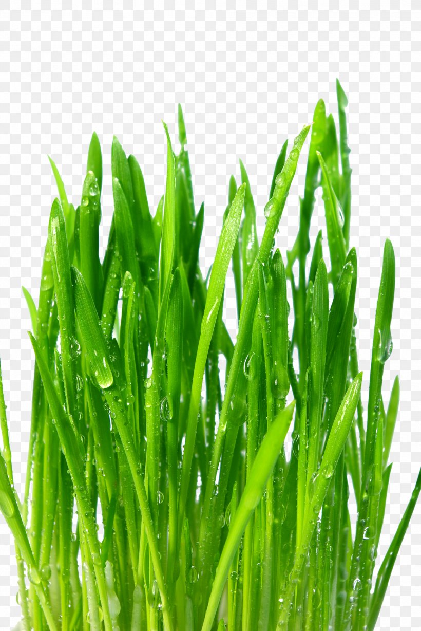 Nutrient Common Wheat Dietary Supplement Wheatgrass Plant, PNG, 2008x3008px, Nutrient, Barley, Chlorophyll, Commodity, Common Wheat Download Free