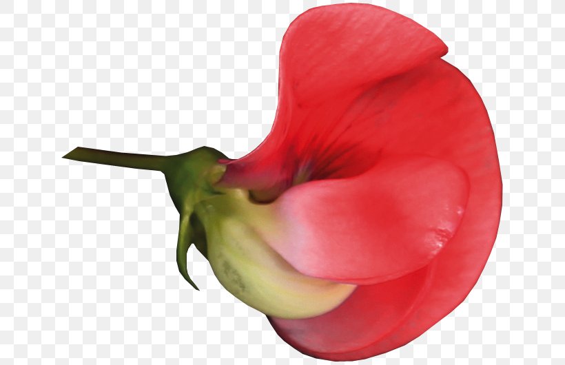Cut Flowers Rose Family Bud Plant Stem, PNG, 650x530px, Cut Flowers, Bud, Closeup, Family, Flower Download Free
