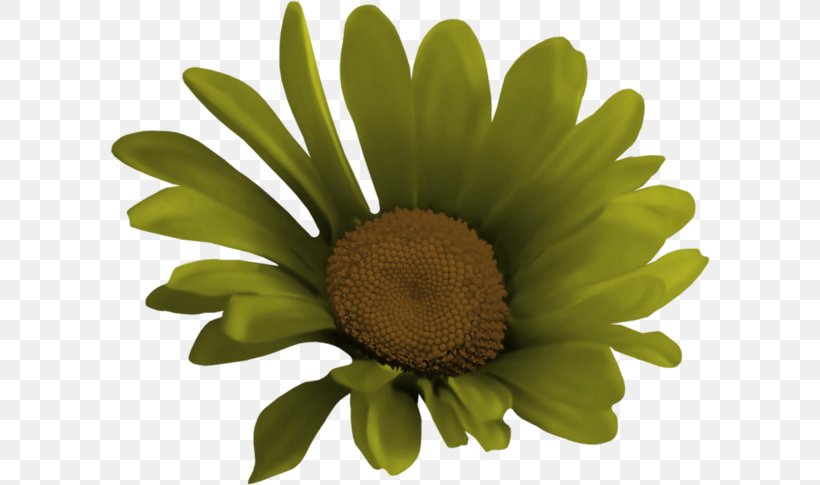 Image Illustration Blog Vector Graphics, PNG, 600x485px, Blog, Chrysanthemum, Daisy, Daisy Family, Diary Download Free