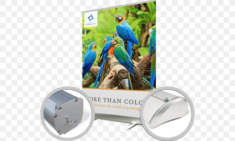 Macaw Advertising Technology Parakeet, PNG, 541x493px, Macaw, Advertising, Beak, Fauna, Parakeet Download Free
