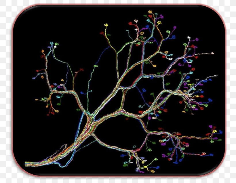 Neural Circuit Neuron, PNG, 780x636px, Neural Circuit, Branch, Neuron, Organism, Tree Download Free