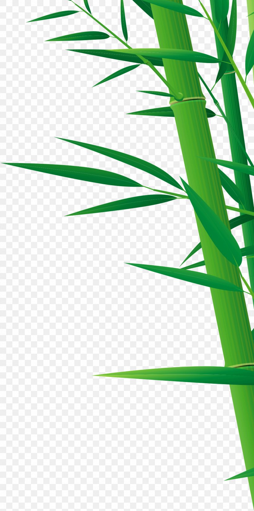 Bamboo Drawing, PNG, 1413x2839px, Bamboo, Art, Bambusa Oldhamii, Drawing, Grass Download Free
