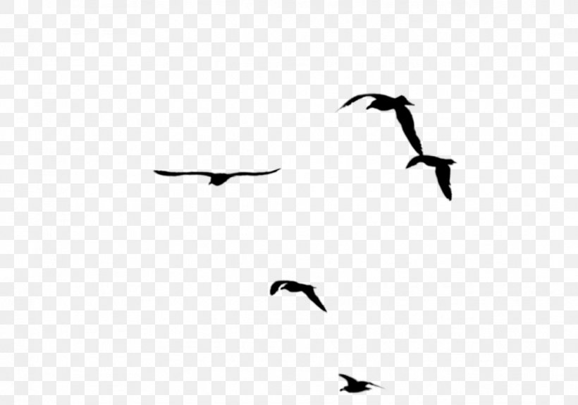 Bird Migration Beak Swans Goose, PNG, 1067x748px, Bird, Animal Migration, Beak, Bird Migration, Blackandwhite Download Free