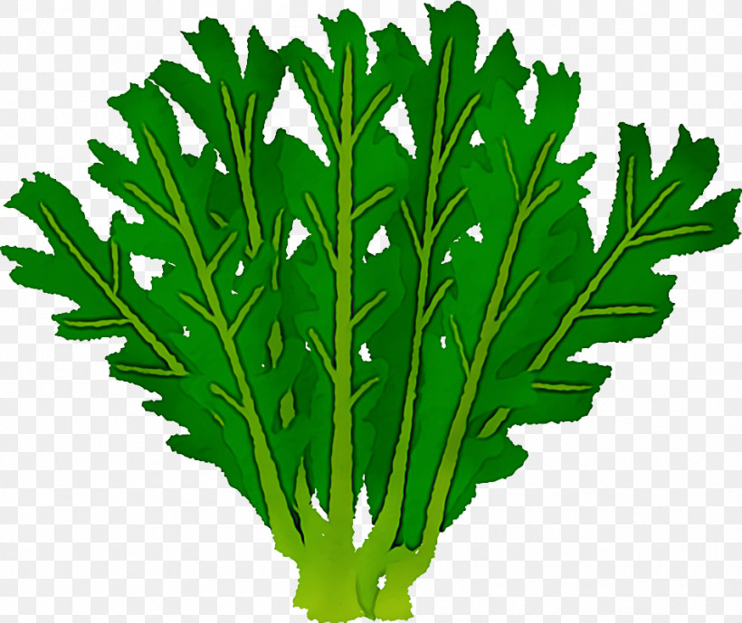 Parsley, PNG, 952x800px, Parsley, Biology, Coriander, Herbal Medicine, Leaf Download Free