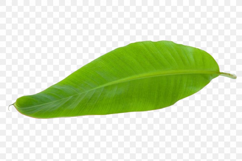 Banana Leaf, PNG, 1000x666px, 2018 Nissan Leaf, Banana, Banana Leaf, Green, Ingredient Download Free