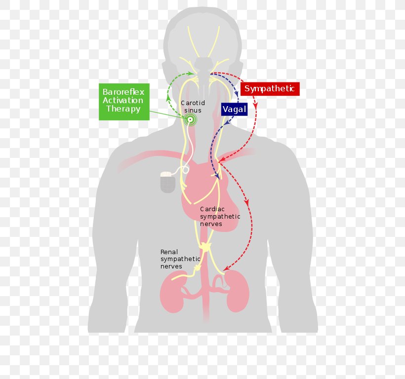 Baroreflex Baroreceptor Heart Carotid Sinus Parasympathetic Nervous System, PNG, 512x768px, Watercolor, Cartoon, Flower, Frame, Heart Download Free