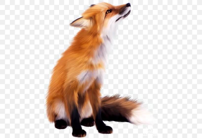 Red Fox Zorro, PNG, 484x558px, Red Fox, Animal, Business, Canidae, Carnivoran Download Free