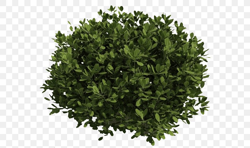 Shrub Clip Art, PNG, 563x486px, Shrub, Evergreen, Grass, Herb, Juniper Download Free