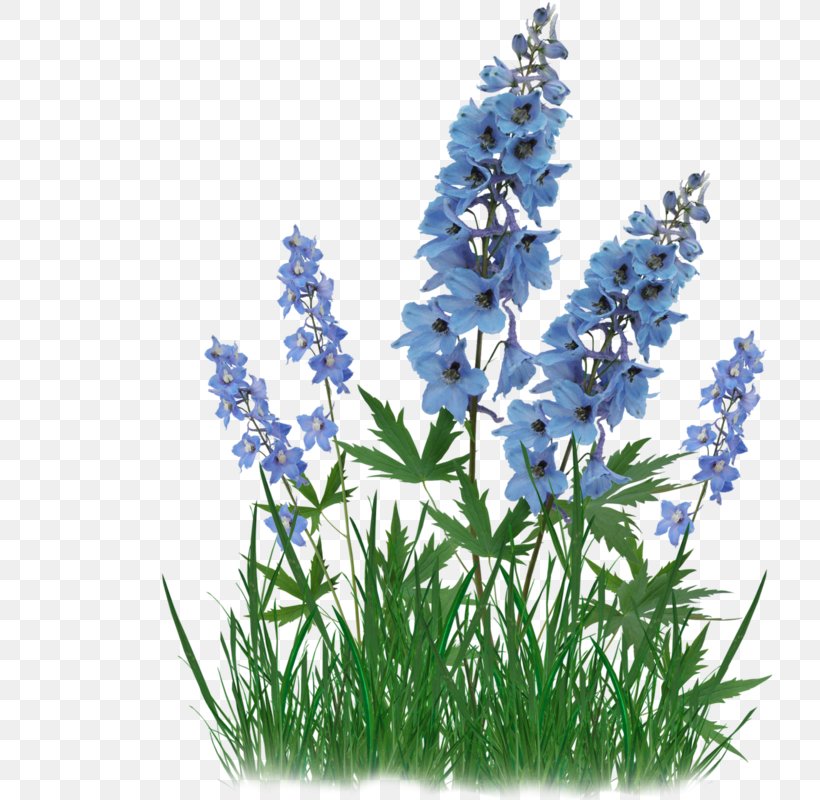 Bluebonnet Clip Art French Lavender Download, PNG, 800x800px, Bluebonnet, Aquarium Decor, Delphinium, Drawing, English Lavender Download Free