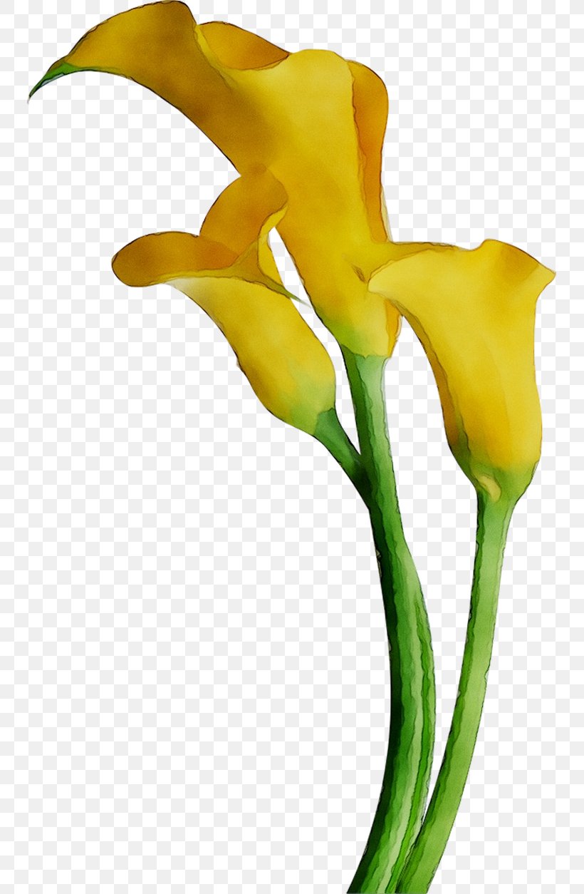 Bog Arum Arum Lilies Cut Flowers Yellow Arum-lily, PNG, 743x1254px, Bog Arum, Alismatales, Arum, Arum Family, Arum Lilies Download Free