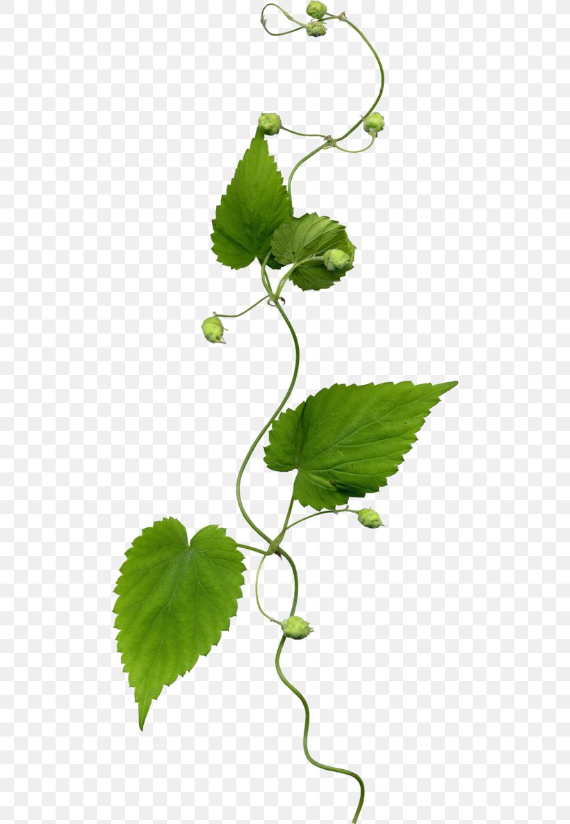 Clip Art, PNG, 500x1186px, Rose, Annual Plant, Branch, Computer Graphics, Digital Image Download Free