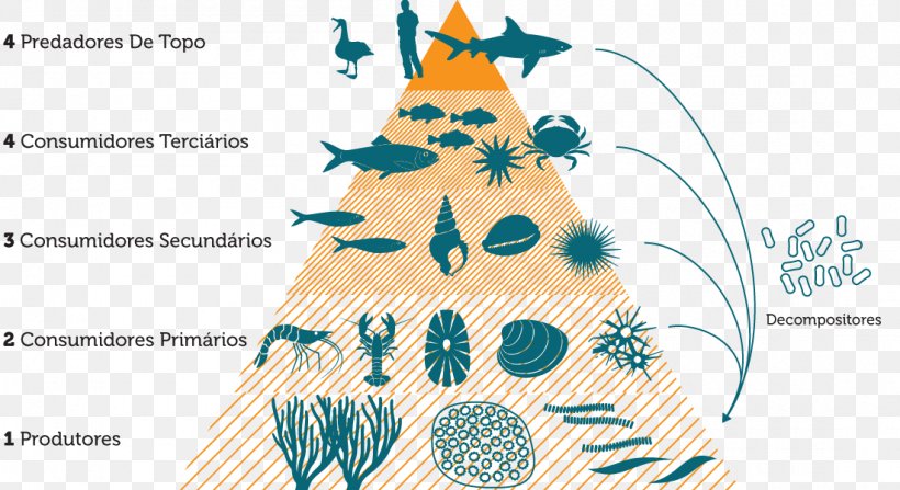 Food Chain Food Web Consumer Energy Trophic Level, PNG, 1100x600px, Food Chain, Area, Christmas Decoration, Christmas Ornament, Christmas Tree Download Free