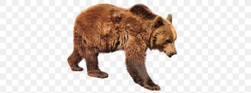 Grizzly Bear Polar Bear Kodiak Bear Florida Black Bear, PNG, 400x304px, Watercolor, Cartoon, Flower, Frame, Heart Download Free