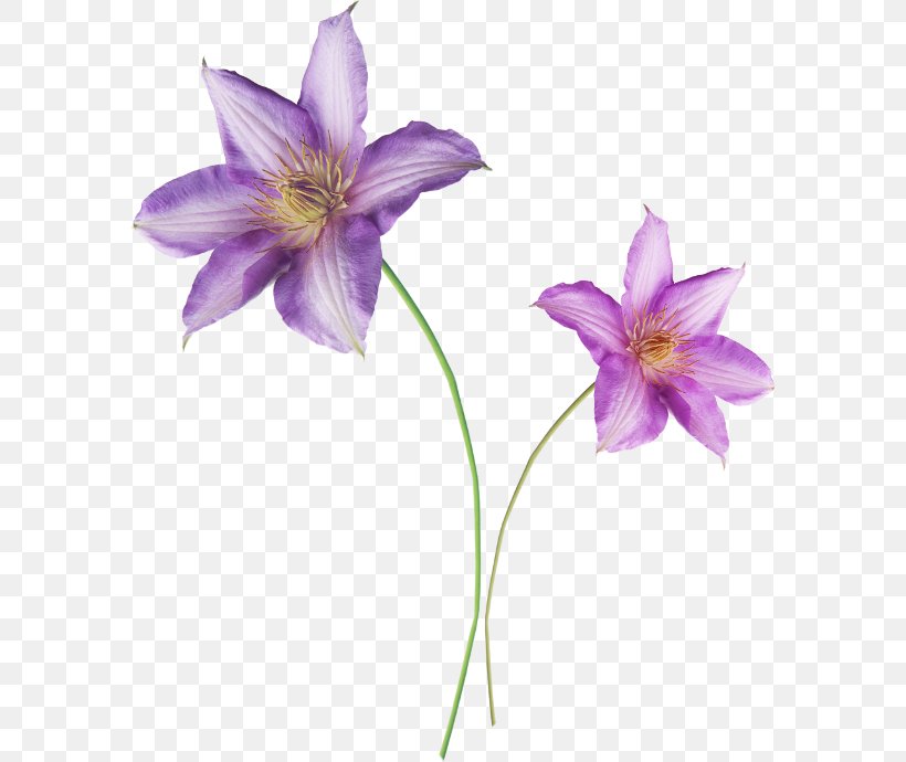 Liliaceae Daylily Flora Violet Lilium, PNG, 584x690px, Liliaceae, Bellflower Family, Daylily, Flora, Flower Download Free