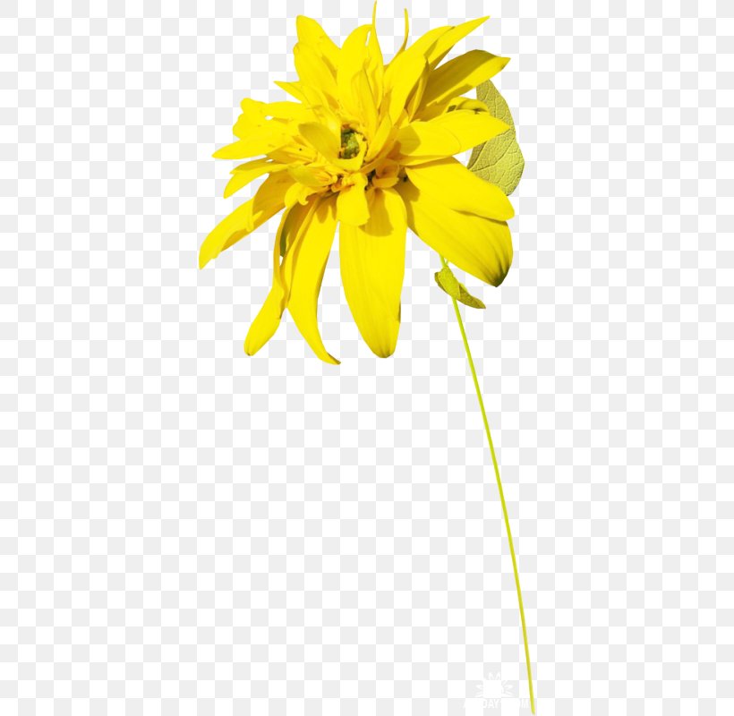 Yellow Flower Digital Image Clip Art, PNG, 376x800px, Yellow, Cut Flowers, Daisy Family, Digital Image, Flower Download Free