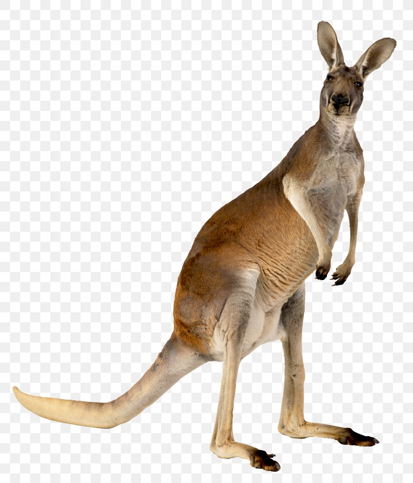 Australia Kangaroo Animal, PNG, 800x959px, Australia, Animal, Arroword, English, Fauna Download Free