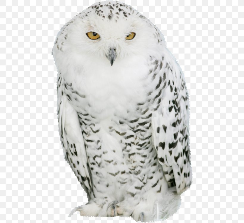 Great Grey Owl Snowy Owl Barn Owl IPad, PNG, 476x750px, Great Grey Owl, Animal, Barn Owl, Beak, Bird Download Free