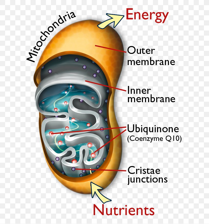 Nutrient Dietary Supplement Coenzyme Q10 Mitochondrion, PNG, 640x881px, Watercolor, Cartoon, Flower, Frame, Heart Download Free