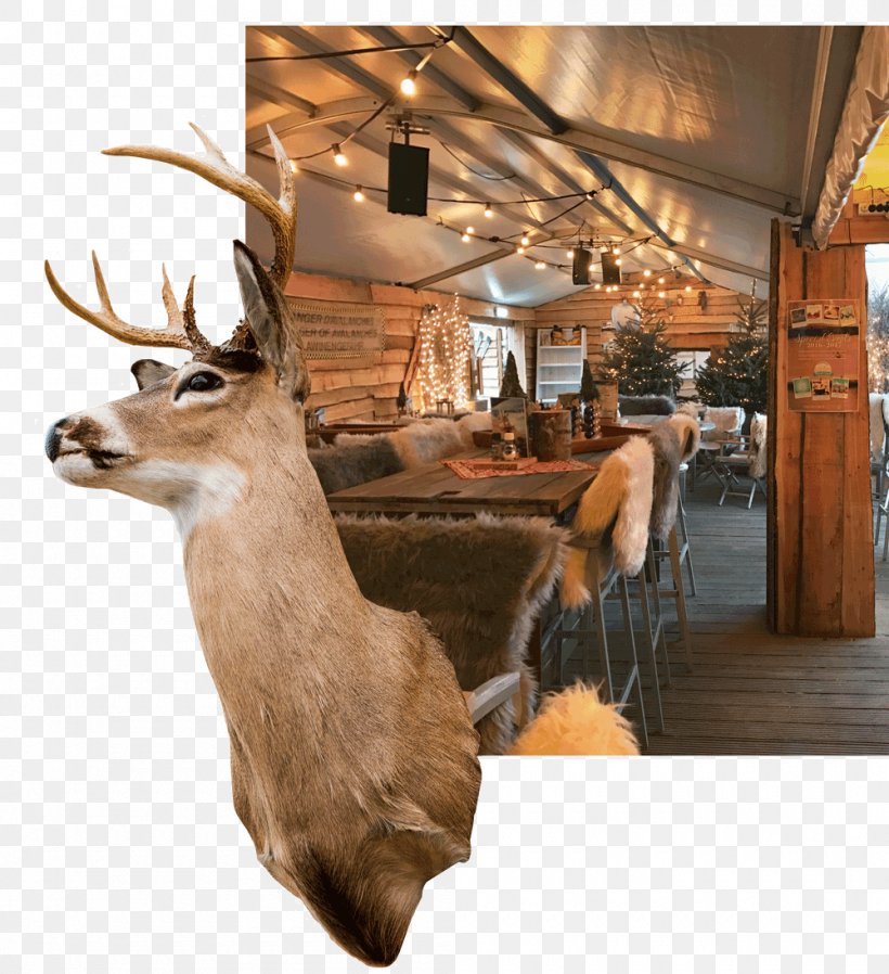 Deer Noordwijk Fauna Map Christmas Dinner, PNG, 1000x1096px, Deer, Antler, Antler Luggage, Child, Christmas Dinner Download Free