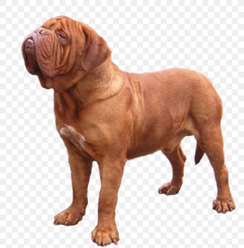 Dogue De Bordeaux Dog Breed Tosa Fila Brasileiro Dorset Olde Tyme Bulldogge, PNG, 792x832px, Dogue De Bordeaux, Ancient Dog Breeds, Breed, Bulldog, Bulldog Breeds Download Free