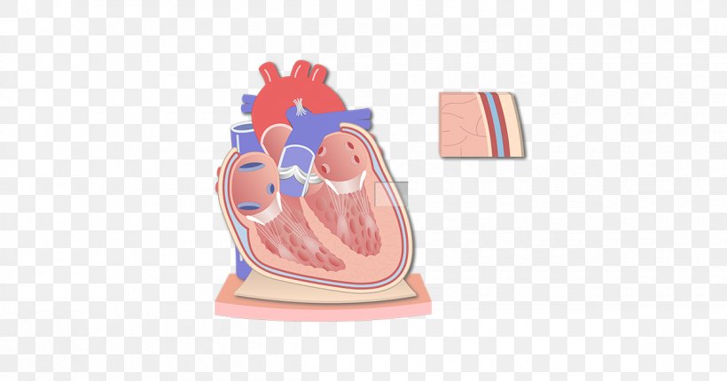 Pericardium Heart Anatomy Coronal Plane Serous Membrane, PNG, 1200x630px, Watercolor, Cartoon, Flower, Frame, Heart Download Free