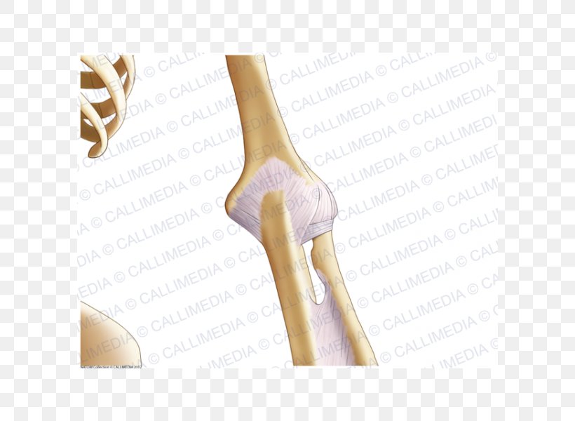 Thumb Elbow Shoulder Ligament Anatomy, PNG, 600x600px, Watercolor, Cartoon, Flower, Frame, Heart Download Free