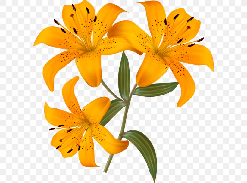 Butterfly Lilium Photography, PNG, 600x608px, Butterfly, Alstroemeriaceae, Can Stock Photo, Cut Flowers, Drawing Download Free