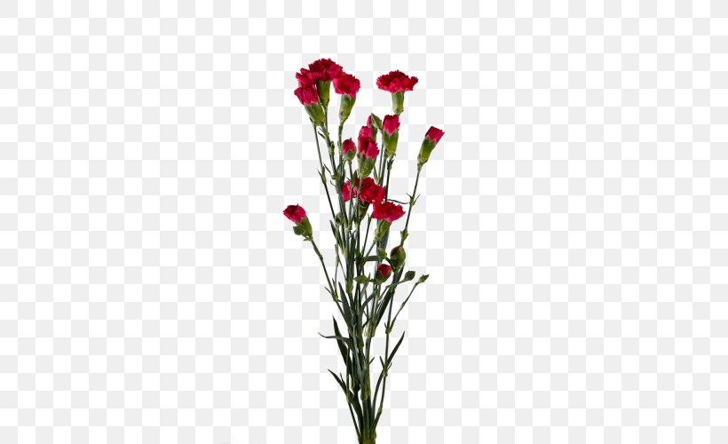 Carnation Cut Flowers Floral Design Plants, PNG, 500x500px, Carnation, Cut Flowers, Dianthus, Flora, Floral Design Download Free