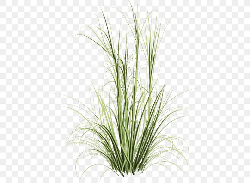 Grass Background, PNG, 600x600px, Sweet Grass, Chives, Flower, Fountaingrasses, Grass Download Free