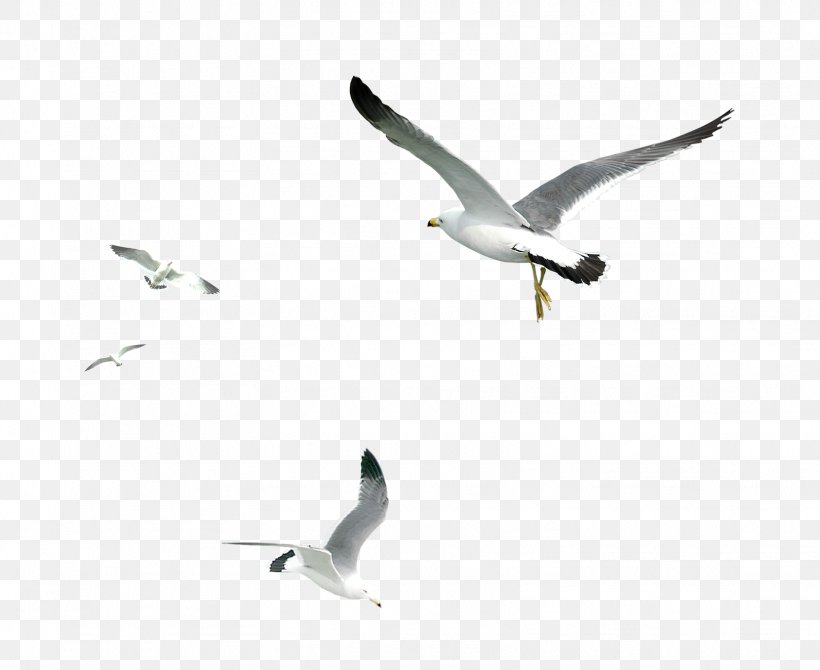 Gulls Bird, PNG, 1619x1324px, Bird, Beak, Common Gull, Ducks Geese And Swans, Fauna Download Free