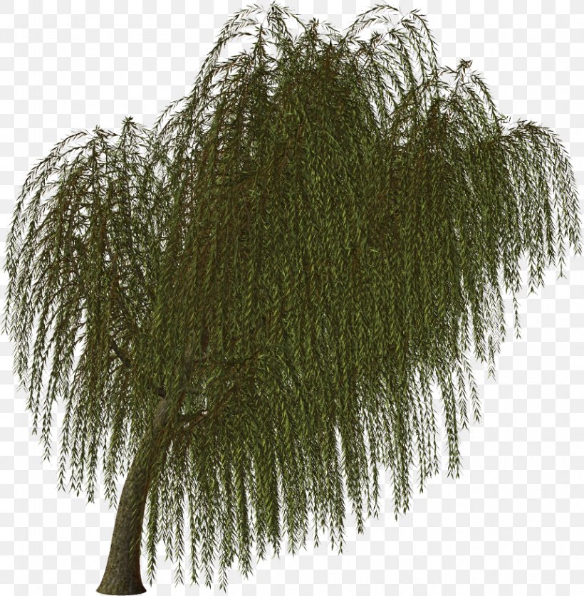Twig Tree Evergreen Branch Vascular Plant, PNG, 859x877px, Twig, Arecaceae, Branch, Common Lilac, Cut Flowers Download Free