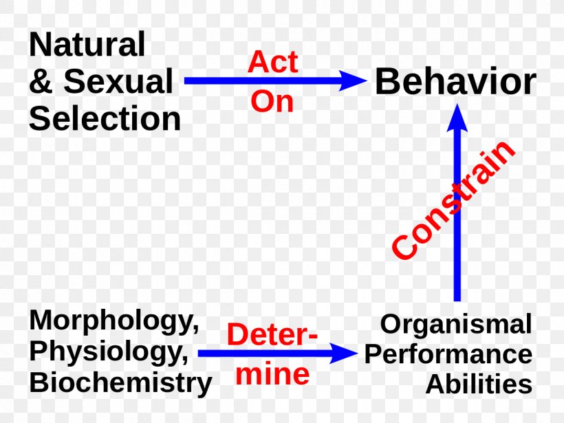 Evolutionary Physiology Cellular Physiology And Biochemistry, PNG, 1200x900px, Physiology, Anatomy, Area, Biochemistry, Blue Download Free