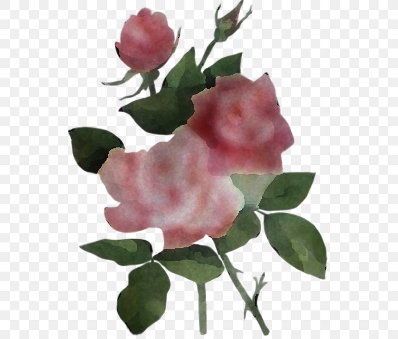 Garden Roses, PNG, 538x699px, Flower, Garden Roses, Leaf, Petal, Pink Download Free