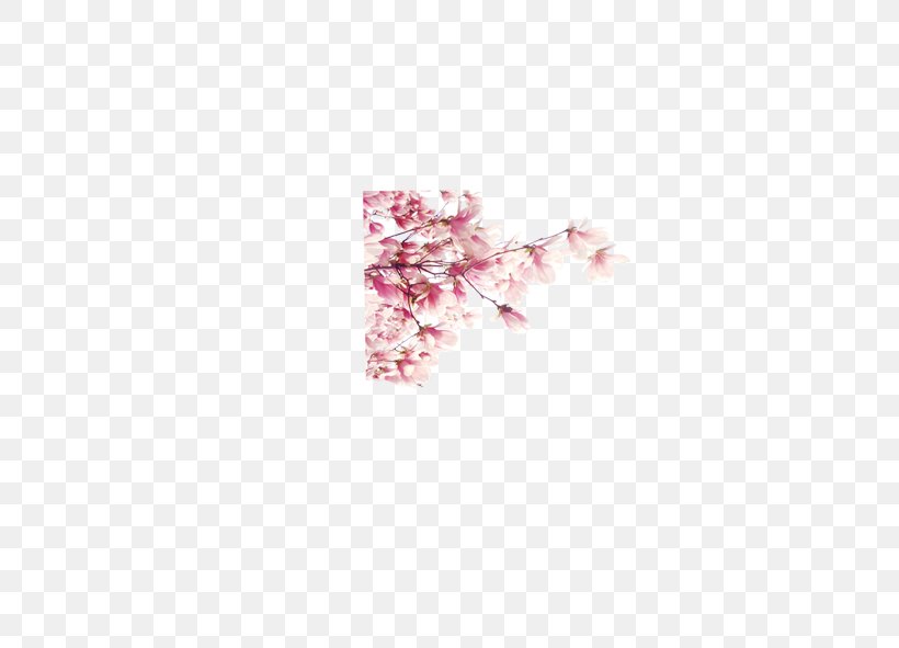 Pink Plum Blossom Cherry Petal, PNG, 591x591px, Pink, Blossom, Book, Cherry, Cherry Blossom Download Free
