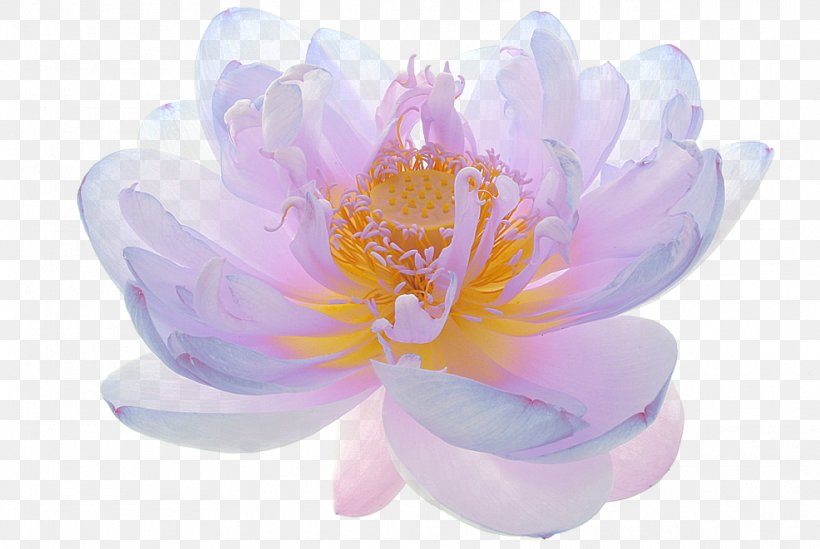 Sacred Lotus Flower Image Photograph Floral Design, PNG, 986x661px, Sacred Lotus, Aquatic Plant, Catalog Comercial, Crocus, Drawing Download Free