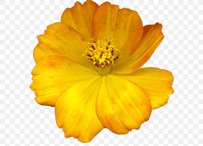 Yellow Flower Dahlia Clip Art, PNG, 600x589px, Yellow, Annual Plant, Calendula, Color, Dahlia Download Free
