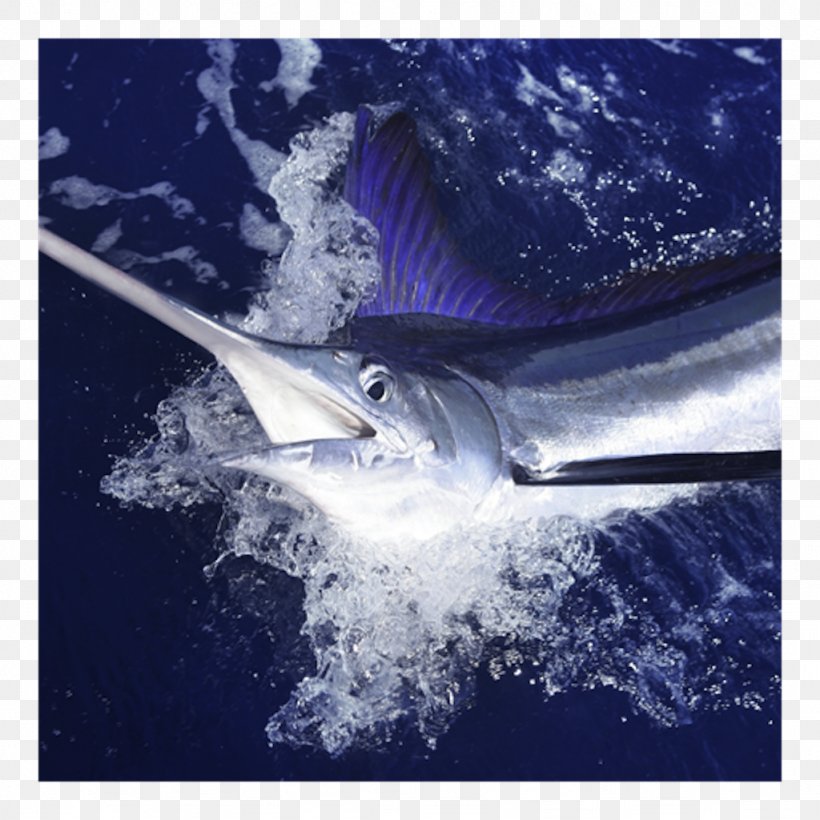 Cabo San Lucas Atlantic Blue Marlin Marlin Fishing White Marlin, PNG, 1024x1024px, Cabo San Lucas, Atlantic Blue Marlin, Billfish, Black Marlin, Bony Fish Download Free