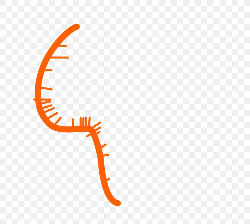Clip Art Logo Line Organism Orange S.A., PNG, 740x735px, Logo, Area, Diagram, Orange, Orange Sa Download Free