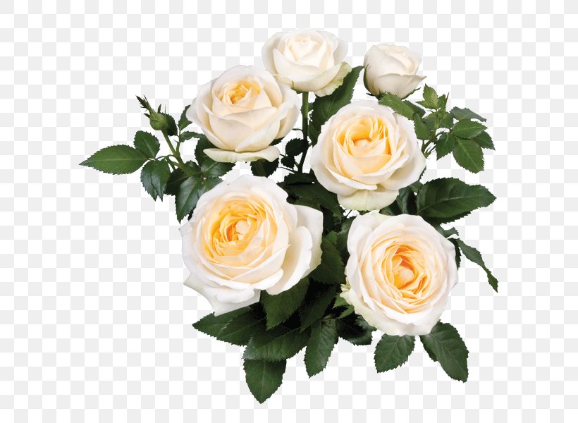 Garden Roses Cabbage Rose Floribunda Cut Flowers Pink, PNG, 600x600px, Garden Roses, Artificial Flower, Cabbage Rose, Cut Flowers, Floral Design Download Free