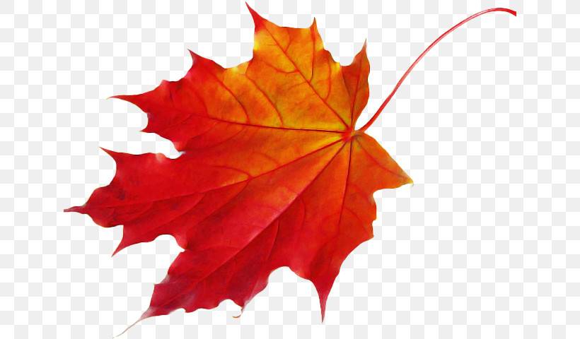 Maple Leaf, PNG, 640x480px, Leaf, Black Maple, Deciduous, Maple, Maple Leaf Download Free